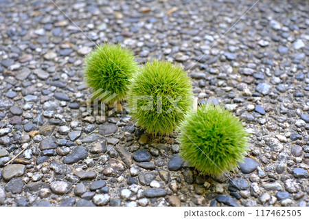 Green chestnuts fallen on the ground Green chestnuts fallen on the ground 117462505