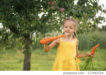 A child holds a huge raw fresh carrot grown in a farmer's garden 117462529