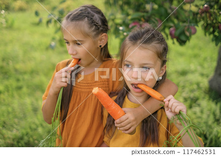Beautiful cute girls are walking around the garden eating fresh carrots Beautiful cute girls are walking around the garden eating fresh carrots 117462531