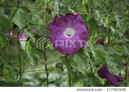 變牽牛花811 117462686