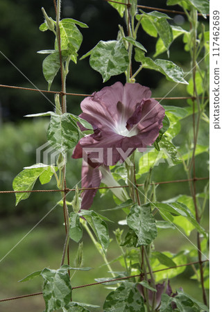 變牽牛花814 117462689