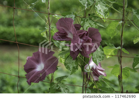 Changed Morning Glory 815 117462690