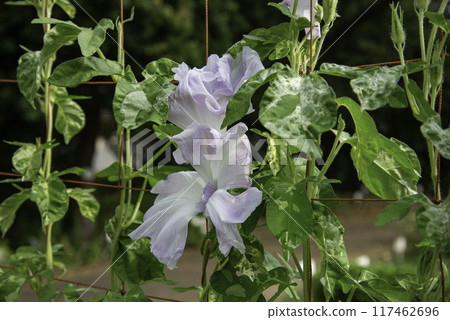 變牽牛花821 117462696