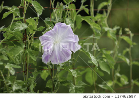 變牽牛花822 117462697