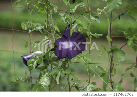 變牽牛花827 117462702