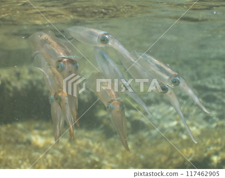 squid  117462905