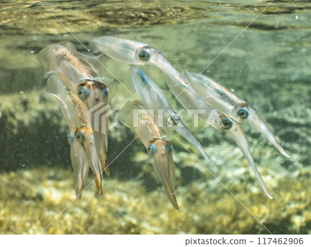 squid  117462906