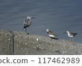 One Greenshank and two Curlew Sandpipers 117462989