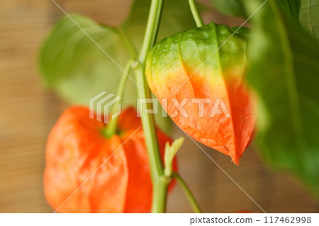 Ground Cherry - 3:2 Ground Cherry - 3:2 117462998