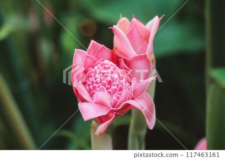 Torch ginger 117463161