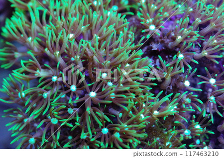Green Star Polyps - pachyclavularia violacea 117463210