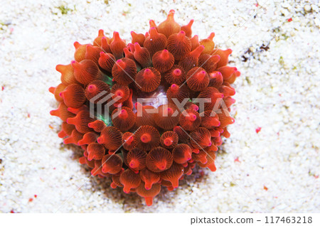 Heart Shaped Rose Bubble Anemone, Entacmaea quadricolor Heart Shaped Rose Bubble Anemone, Entacmaea quadricolor 117463218