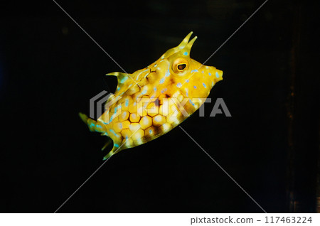 Thornback Cowfish - Lactoria penthacantha Thornback Cowfish - Lactoria penthacantha 117463224