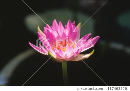 Water lily Water lily 117463226