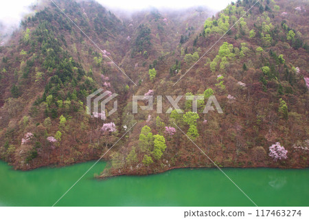 Kitakata City: Mountain cherry blossoms at Lake Hizawa during the day Kitakata City: Mountain cherry blossoms at Lake Hizawa during the day 117463274