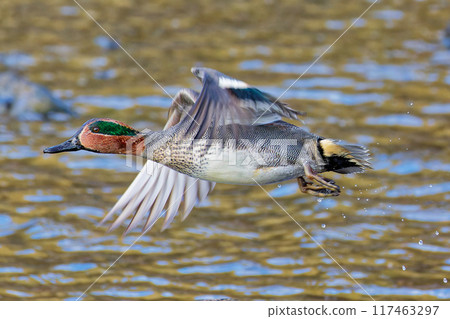 Male teal in flight Male teal in flight 117463297