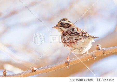 Rustic bunting perched on a branch Rustic bunting perched on a branch 117463406