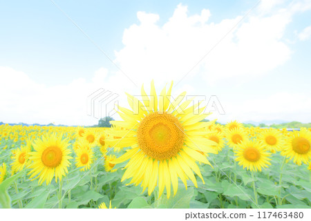 Sunflower background material 117463480