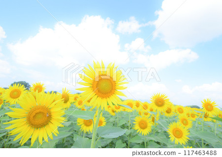 Sunflower background material Sunflower background material 117463488