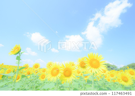 Sunflower background material 117463491