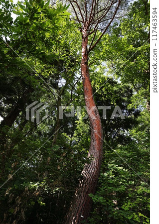 Red pine Red pine 117463594