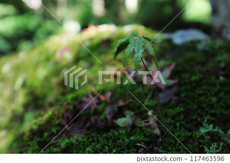 苔蘚和蕨類植物 苔蘚和蕨類植物 117463596