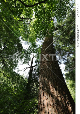 Red pine Red pine 117463598