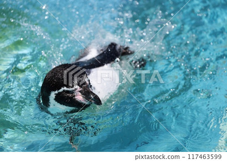 Penguin 117463599