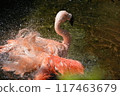 Flamingo to bathe in water 117463679