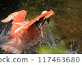 Flamingo to bathe in water 117463680
