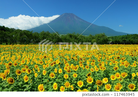 Sunflower fields in full bloom at Hana no Miyako Park under the blue sky in Yamanaka, Yamanakako Village, Minamitsuru District, Yamanashi Prefecture, with Mount Fuji towering in the background 117463945