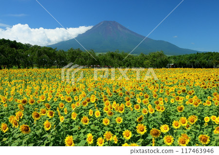 Sunflower fields in full bloom at Hana no Miyako Park under the blue sky in Yamanaka, Yamanakako Village, Minamitsuru District, Yamanashi Prefecture, with Mount Fuji towering in the background 117463946