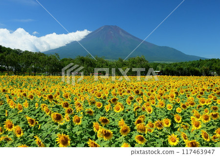 Sunflower fields in full bloom at Hana no Miyako Park under the blue sky in Yamanaka, Yamanakako Village, Minamitsuru District, Yamanashi Prefecture, with Mount Fuji towering in the background 117463947