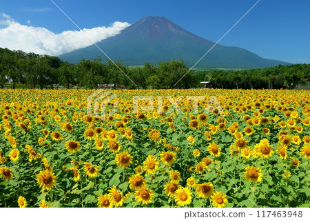 Sunflower fields in full bloom at Hana no Miyako Park under the blue sky in Yamanaka, Yamanakako Village, Minamitsuru District, Yamanashi Prefecture, with Mount Fuji towering in the background 117463948