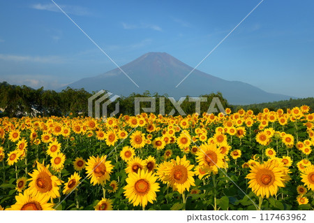 山梨縣南都留郡山中湖村青空花宮公園的向日葵花田盛開，背景則是高聳的富士山 117463962