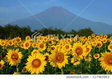 Sunflower fields in full bloom at Hana no Miyako Park under the blue sky in Yamanaka, Yamanakako Village, Minamitsuru District, Yamanashi Prefecture, with Mount Fuji towering in the background 117463963