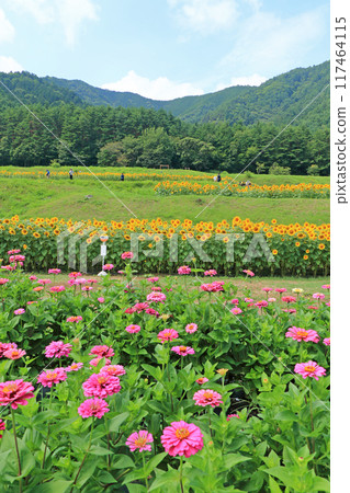 夏季的國立阿爾卑斯安曇野公園 夏季的國立阿爾卑斯安曇野公園 117464115