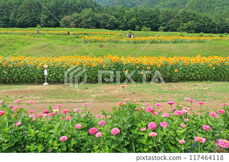 夏季的國立阿爾卑斯安曇野公園 夏季的國立阿爾卑斯安曇野公園 117464118