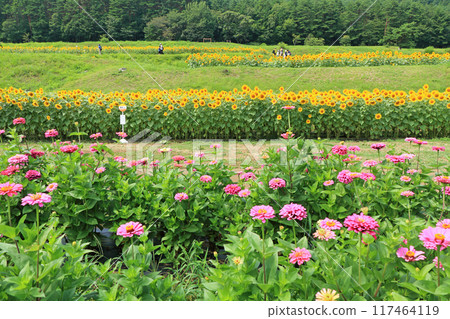 夏季的國立阿爾卑斯安曇野公園 夏季的國立阿爾卑斯安曇野公園 117464119