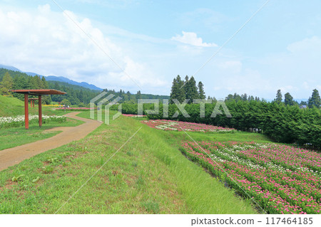 夏季的國立阿爾卑斯安曇野公園 夏季的國立阿爾卑斯安曇野公園 117464185