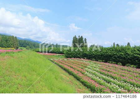 夏季的國立阿爾卑斯安曇野公園 夏季的國立阿爾卑斯安曇野公園 117464186