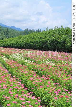 Alps Azumino National Government Park in summer Alps Azumino National Government Park in summer 117464189