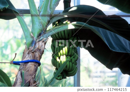 Banana tree 117464215
