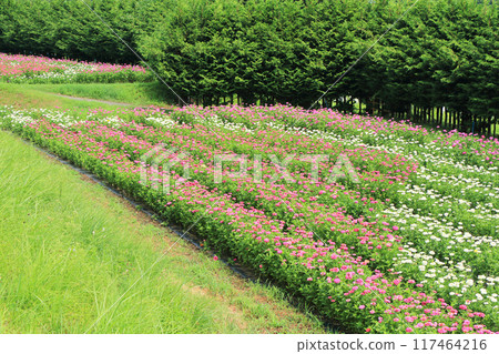 Alps Azumino National Government Park in summer Alps Azumino National Government Park in summer 117464216