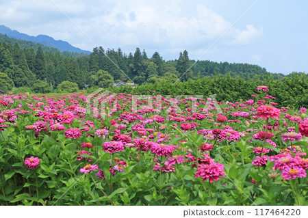 Alps Azumino National Government Park in summer 117464220