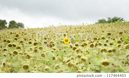 A vast sunflower field A vast sunflower field 117464403