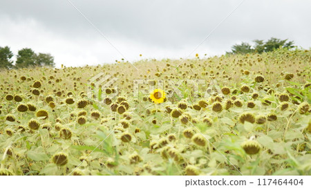 A vast sunflower field A vast sunflower field 117464404