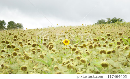 A vast sunflower field A vast sunflower field 117464405