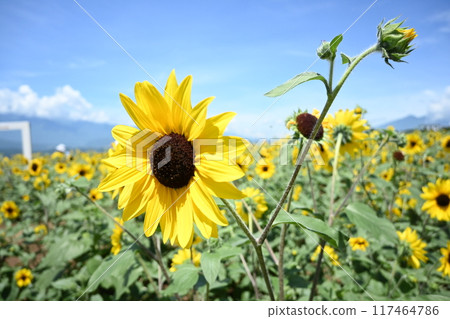 向日葵田 117464786