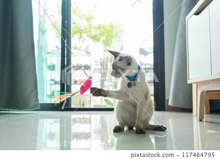Siamese cat playing with a cat's toy. They simulate the hunting experience in a safe and convenient way to help keep your cat happy, healthy, and fulfilled. Siamese cat playing with a cat's toy. They simulate the hunting experience in a safe and convenient way to help keep your cat happy, healthy, and fulfilled. 117464795